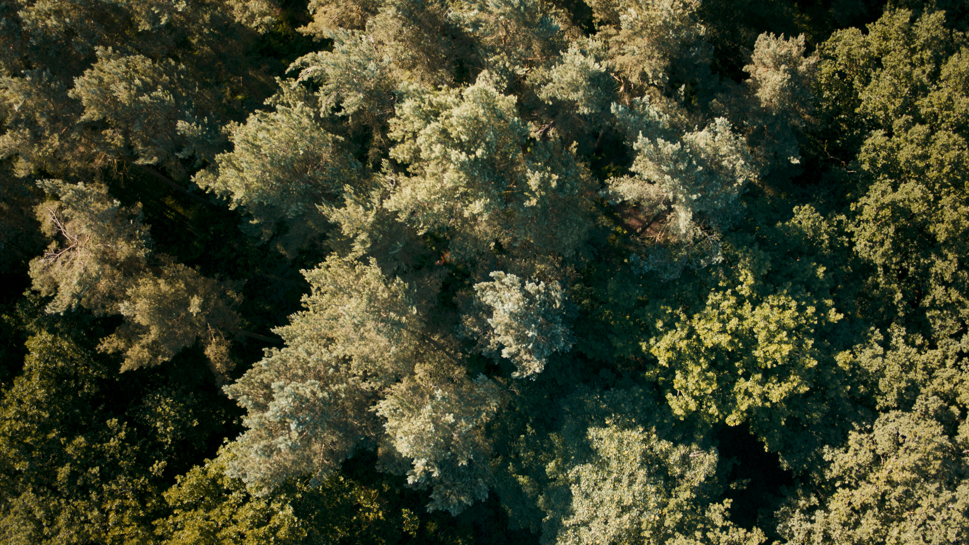 UK 100 seconds, aerial shot of deciduous woodland