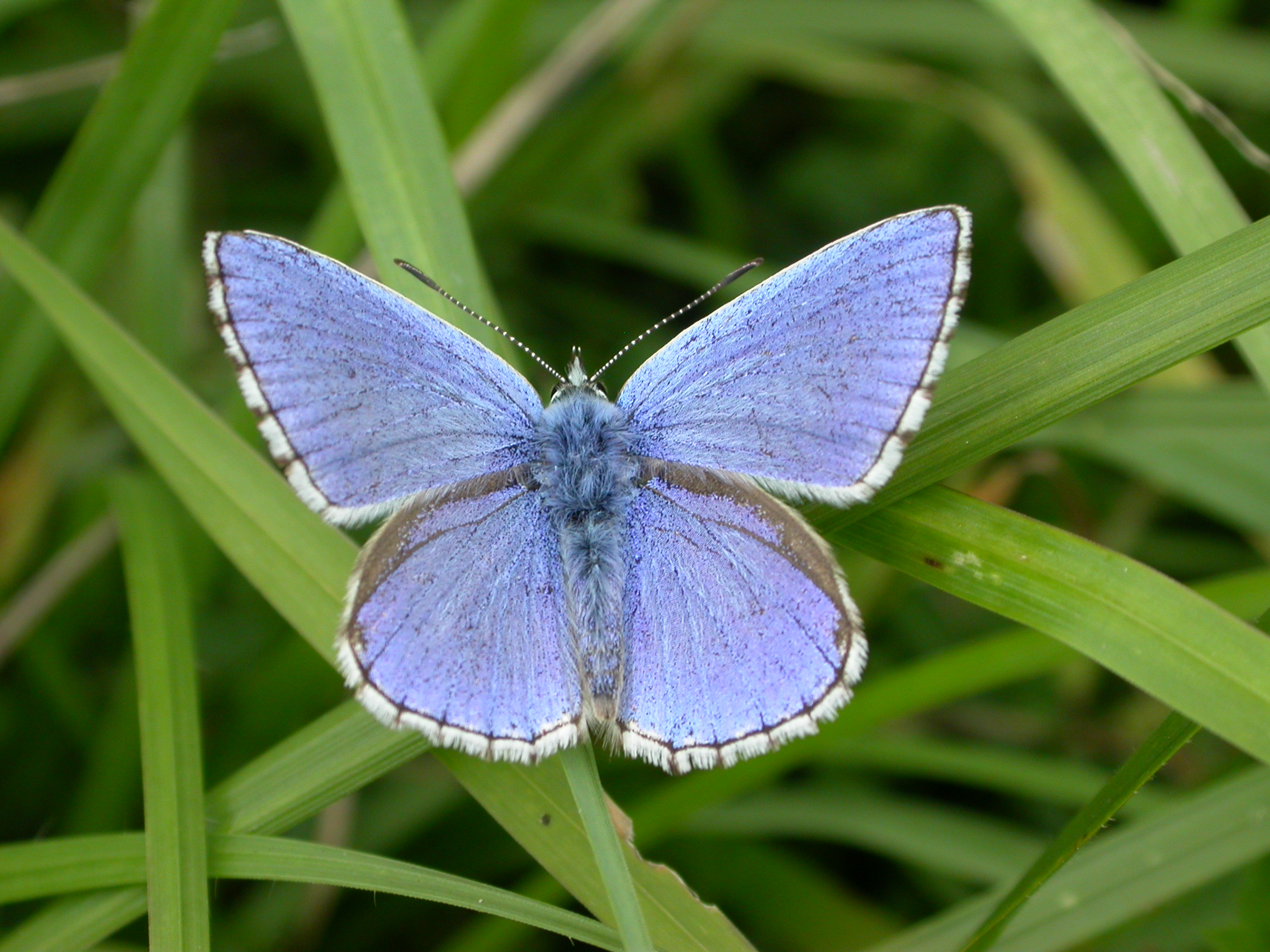 Close up of a Common Blue Adonis butterfly on a blade of grass.